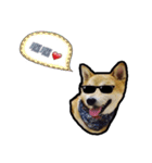 Chai dog SUN（個別スタンプ：20）