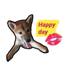 Chai dog SUN（個別スタンプ：21）