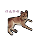 Chai dog SUN（個別スタンプ：22）