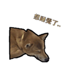 Chai dog SUN（個別スタンプ：23）