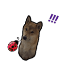 Chai dog SUN（個別スタンプ：24）