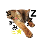 みろちゃん2(ソマリ猫)（個別スタンプ：2）