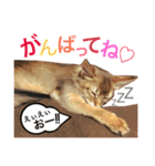 みろちゃん2(ソマリ猫)（個別スタンプ：5）