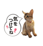 みろちゃん2(ソマリ猫)（個別スタンプ：36）
