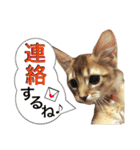 みろちゃん2(ソマリ猫)（個別スタンプ：38）