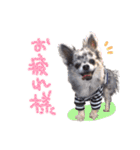 ルイスタンプ（個別スタンプ：3）