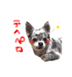 ルイスタンプ（個別スタンプ：12）