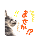 ルイスタンプ（個別スタンプ：13）