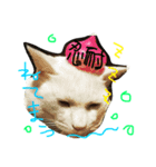猫大好きスタンプ（個別スタンプ：3）
