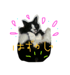 猫大好きスタンプ（個別スタンプ：5）