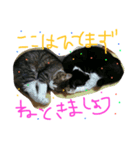 猫大好きスタンプ（個別スタンプ：6）