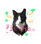 猫大好きスタンプ（個別スタンプ：7）