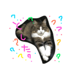 猫大好きスタンプ（個別スタンプ：8）