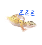 我が家のアイドル（個別スタンプ：1）