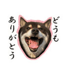 黒柴ししまる（個別スタンプ：1）