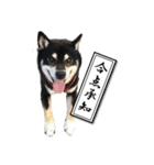 黒柴ししまる（個別スタンプ：3）
