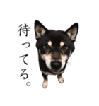黒柴ししまる（個別スタンプ：8）