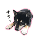 黒柴ししまる（個別スタンプ：11）