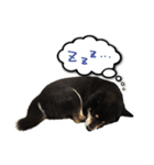 黒柴ししまる（個別スタンプ：12）
