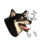 黒柴ししまる（個別スタンプ：13）