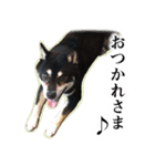 黒柴ししまる（個別スタンプ：14）
