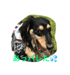 ダックス兄弟（個別スタンプ：1）