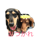 ダックス兄弟（個別スタンプ：2）