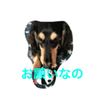 ダックス兄弟（個別スタンプ：4）