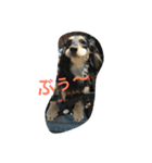 ダックス兄弟（個別スタンプ：5）
