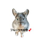 かわいいチンチラ（個別スタンプ：1）