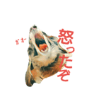 うちのダックス（個別スタンプ：4）