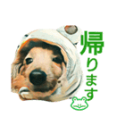 うちのダックス（個別スタンプ：9）