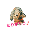 うちのダックス（個別スタンプ：13）