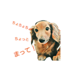 うちのダックス（個別スタンプ：15）