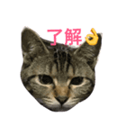 ふーちゃんとぺーたろーのご挨拶（個別スタンプ：1）