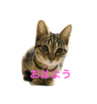 ふーちゃんとぺーたろーのご挨拶（個別スタンプ：2）