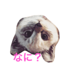 ふーちゃんとぺーたろーのご挨拶（個別スタンプ：3）
