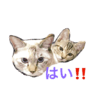ふーちゃんとぺーたろーのご挨拶（個別スタンプ：4）