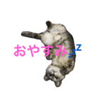 ふーちゃんとぺーたろーのご挨拶（個別スタンプ：5）