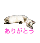 ふーちゃんとぺーたろーのご挨拶（個別スタンプ：7）