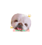 ぺちゃ族ばんざい  なかよし家族（個別スタンプ：29）