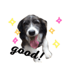 リクメルの日常(ボーダーコリー)（個別スタンプ：5）