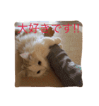 いろいろ使える猫のスタンプです（個別スタンプ：1）