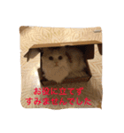 いろいろ使える猫のスタンプです（個別スタンプ：2）