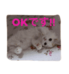 いろいろ使える猫のスタンプです（個別スタンプ：3）