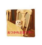 いろいろ使える猫のスタンプです（個別スタンプ：4）