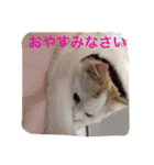 いろいろ使える猫のスタンプです（個別スタンプ：5）