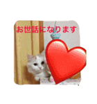 いろいろ使える猫のスタンプです（個別スタンプ：6）