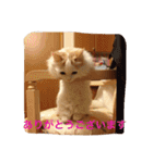 いろいろ使える猫のスタンプです（個別スタンプ：7）