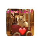 いろいろ使える猫のスタンプです（個別スタンプ：8）
